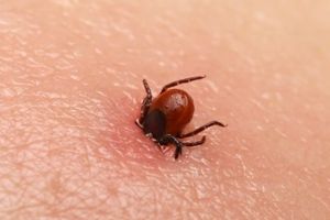 Metode eficiente de a evita muşcăturile de căpuşe