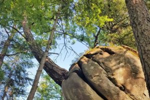 Copacul care a sfărămat o stâncă de câteva mii de kilograme