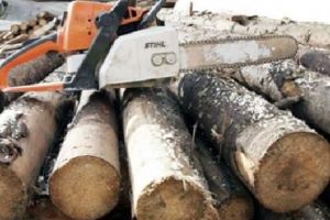 Lemn fără documente, confiscat de poliţişti