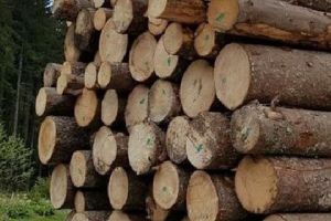 Lemn confiscat de poliţişti