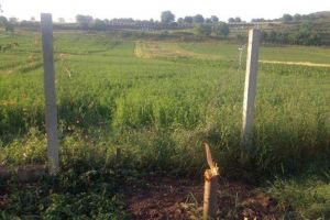 FOTO ȘTIREA TA/ Într-un cartier din Alba Iulia, cireşele se fură… cu tot cu pom!