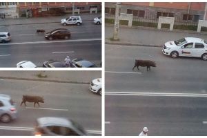 FOTO ȘTIREA TA: Pericol pentru şoferi. Porcii se plimba în continuare, în voie, pe străzile din Alba Iulia