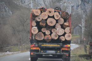 Lemnele, mai căutate decât bijuteriile: Cinci transporturi clandestine au fost confiscate şi doi bihoreni s-au ales cu dosare penale