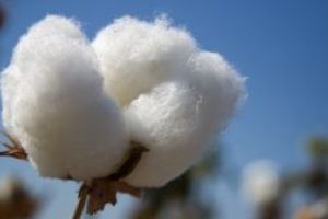 Fermierii americani renunta la grau in favoarea bumbacului