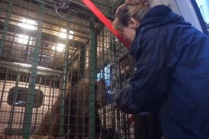 Viaţă nouă la Sanctuarul Libearty de la Zărneşti pentru ursuleţul Șoni