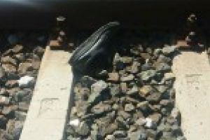 Un barbat a ramas fara ambele picioare dupa ce a incercat sa se sinucida