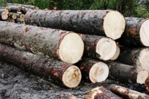 Prima decizie a instanţei: Închisoare cu amânarea executării pentru 15 persoane din Alba acuzate de furt şi tăiere ilegală de arbori