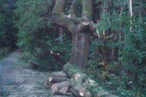 Un copac secular din Sinaia a fost 