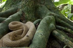 Scene de COȘMAR în Calafat. Doi ȘERPI de DOI METRI într-un parc pentru COPII - VIDEO