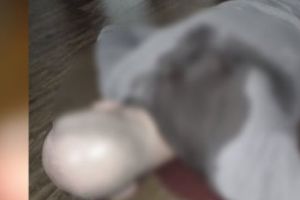 Fotografia falsă care a păcălit presa. Ce se ascunde în spatele imaginii