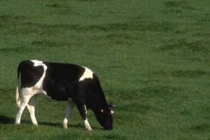 Situaţie absurdă pentru o vacă: autorităţile obligă proprietarul să o sacrifice pentru că a trecut graniţa cu Serbia. Vezi de ce!