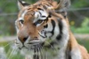 Cadou de 1 Iunie din partea Grădinii Zoologice din Reşiţa pentru cei mai mici vizitatori