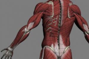 Inginerii japonezi au dat „viaţă” roboţilor. Țesut muscular viu a fost integrat pe un cadru robotizat