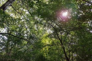 METEO: Cum va fi vremea în perioada 1 – 3 iunie