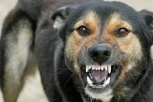 Şeful DSV, AFACERE de familie cu gestionarea câinilor vagabonzi pe bani publici