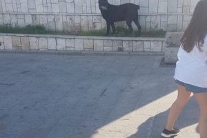 Proprietarul unui caine periculos, sanctionat de politistii locali din Constanta. Ce amenda a primit