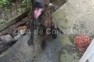 Scene de groaza pe o strada din Constanta!