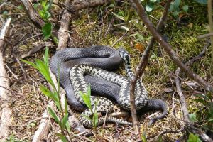 Moment de tandreţe între doi şerpi, suprins în Munţii Călimani