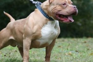 Cluj: I-a cerut amantului soţiei să nu-i strice casa şi s-a trezit muşcat de dulăul său. Soţia l-a asmuţit asupra lui