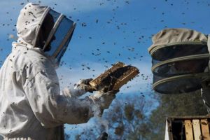 1 august – termenul până la care apicultorii români pot depune cererile pentru obtinerea fondurilor din PNA