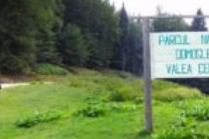 Directorul Direcţiei Silvice Caraş-Severin garantează: În pădurile din judeţ se taie în deplină legalitate!