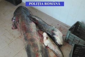 Doi barbati depistati la Dunavatu de Jos in timp ce transportau aproape 100 de kilograme de peste. Surpriza la verificarile politistilor! (galerie foto)