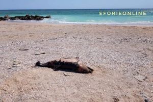 Delfin mort pe plaja de la Eforie (galerie foto)