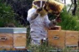 Crescătorii de albine mai pot depune cereri de finanţare doar în iunie şi iulie