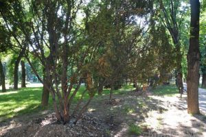 Tisologii în sevraj