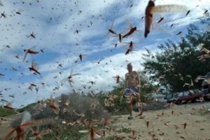 Agricultorii prahoveni, avertizaţi despre un posibil atac al lăcustelor