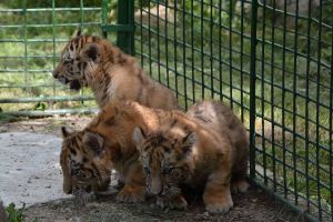TIGRII DE LA GRĂDINA ZOO BOTEZAŢI DE COPIII CĂLĂRAŞENI