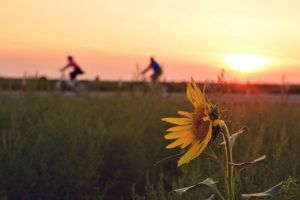 Ziua Mondiala a Bicicletei: traseele ideale din jurul Timisoarei pentru plimbari pe doua roti