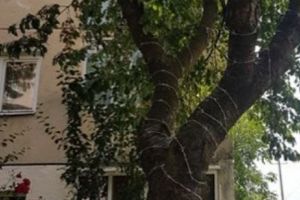 Ce a patit barbatul care a infasurat un cires in sarma ghimpata