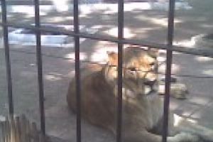 Accident de munca la Gradina Zoologica Braila / Un barbat a fost operat de urgenta