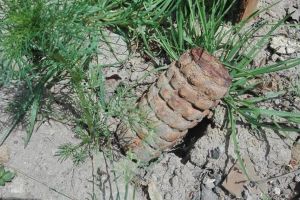 O grenadă defensivă, provenind din Primul Război Mondial, găsită în Iacobeni