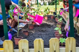 FOTO – Grădinile din grădiniţele Sibiului, pregătite pentru rod