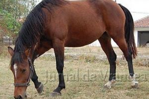 Poliţiştii au prins un hoţ care a furat 3 cai în urmă cu 7 luni