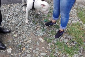 Proprietari de caini, sanctionasi de politistii locali din Constanta. Ce nereguli au constatat agentii 