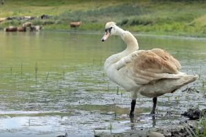 Lebedele salvate din batalul cu reziduuri petroliere de la Suplacu de Barcău sunt iar libere în natură (FOTO/VIDEO)