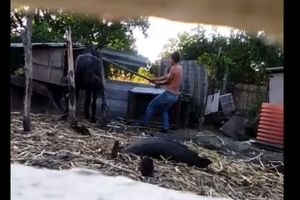 Mărgineni: Tânăr cercetat pentru că a bătut calul cu un par