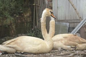 Grupul Milvus a eliberat în siguranţă lebedele salvate din batalul de ulei din Bihor