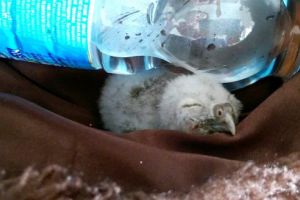 Ce trebuie să faceţi când găsiţi un pui de animal, dacă vreţi cu adevărat să-l ajutaţi