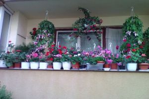 Au început înscrierile în concursul ”Bistriţa Verde”