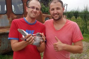 Campionatul porumbeilor voiajori: Andrei Bondar, câştigătorul etapei de la Humpolek, Cehia