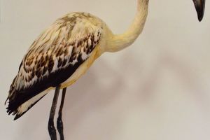 Muzeul Olteniei Craiova: Ziua Mondială a Mediului