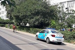 Cal în traficul din Bacău. Poliţiştii locali l-au escortat până acasă