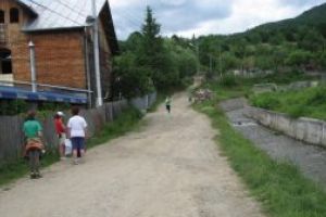 Începe concursul „Pui de brad”