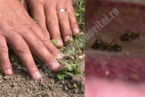 Deşi interzise în UE, în Dâmboviţa se mai folosesc erbicide care ucid albinele (VIDEO)