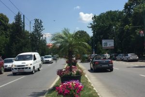 Palmierii din Timisoara au implinit cinci ani. Robu: 140 de euro bucata, hai sa fim seriosi! 