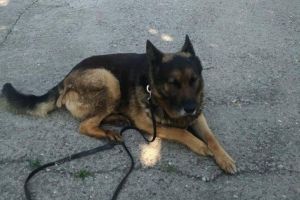 Jandarmii din Constanta doneaza un ciobanesc german. Mabanu isi cauta o noua familie 